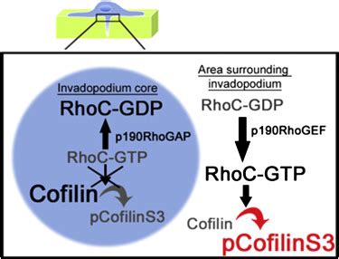 A Novel Spatiotemporal Rhoc Activation Pathway Locally Regulates