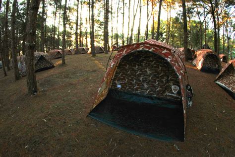 Camping In Pine Forrest At Phu Hin Rong Free Stock Photo Public