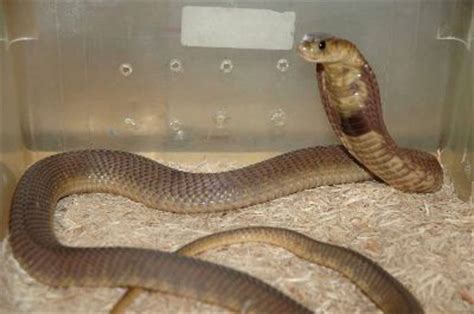 Snouted Cobra Facts and Pictures | Reptile Fact