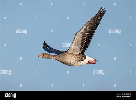 Greylag Goose In Flight Stock Photo Alamy
