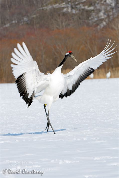 Photograph Japanese Red Crowned Crane by David Courtenay on 500px