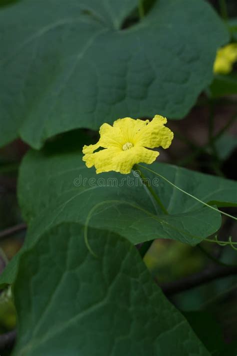 Angled Luffa Plant Flowers in the Garden Stock Photo - Image of chinese, flower: 258670548