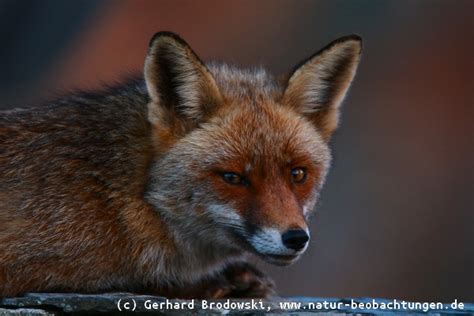 Rotfuchs - Fuchs Steckbrief, Feinde, Nahrung, Bilder, Referat - Natur ...
