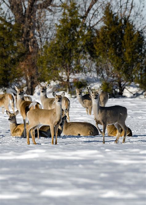 Toll Of A Tough Winter North Dakota Game And Fish