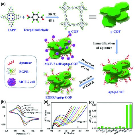 A Schematic Diagram Of The P COF Based Aptasensor For Detecting EGFR