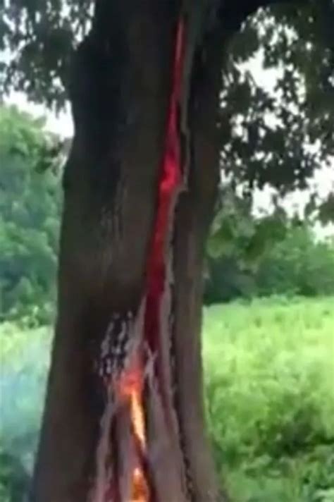 Tree Bursts Into Flames From Inside After Massive Lightning Bolt Splits