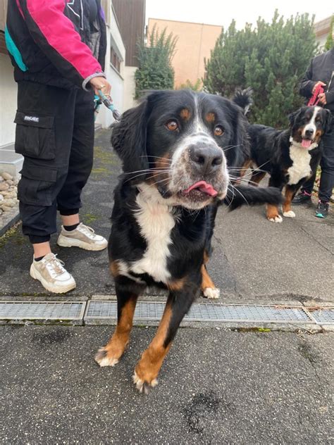 HENRY Berner Sennenhund GSS Mix Geb 06 2019 Nicht Kastriert