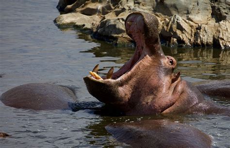 There’s A Hippo Sex Problem In Colombia By Emily Kingsley Illumination Curated Medium