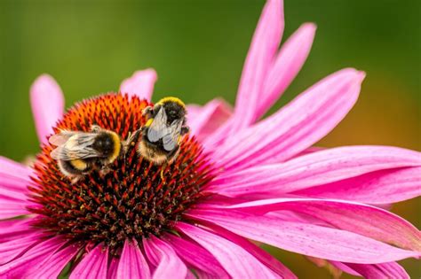 How To Help Bumblebees In Summer Bumblebee Conservation Trust