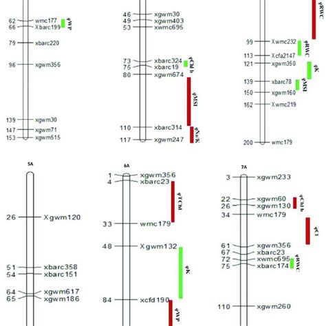 Quantitative Trait Loci QTL Mapping For Physiological And Biochemical