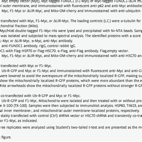 FUNDC1 interacts with HSC70 and promotes the mitochondrial recruitment ... 