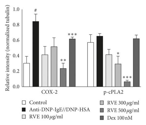 Effect Of Rhus Verniciflua Extract Rve On The Expression Of Cox And