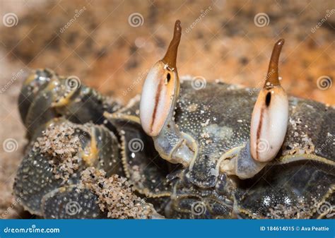 Brown Seawater Crab With Big Eyes On The Beach Madagascar Stock Image