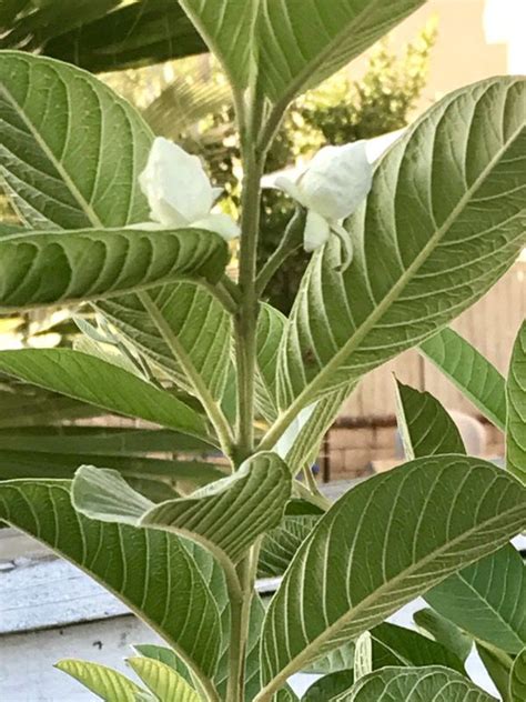 Plants Rare Vietnamese White Fruit Guava Tree For Sale In Murrieta Ca