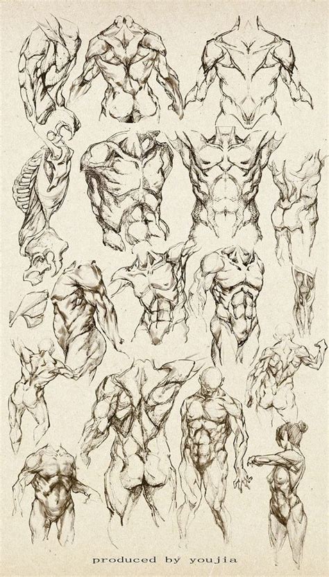 Pin By David Ospina On Anatomia Anatomy Sketches Anatomy Drawing