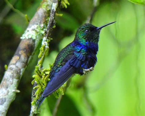 Aves De Venezuela Con Historias