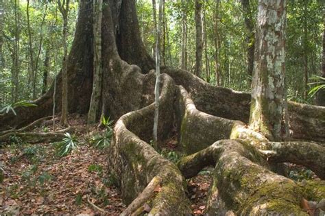 Caoba Swietenia Macrophylla King Peninsula De Yucatan Honduras