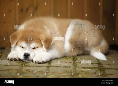 Akita Inu puppy Stock Photo - Alamy