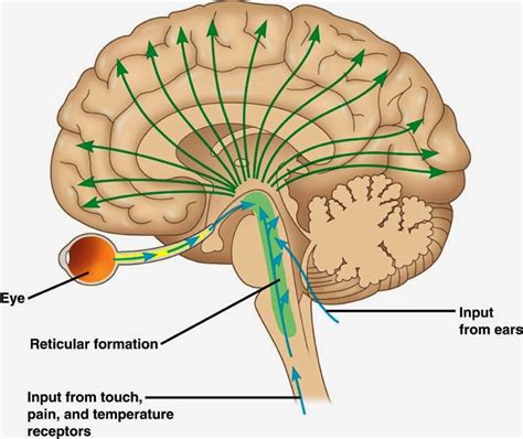 Conoce Todo Sobre El Sistema Activador Reticular Ascendente Descubra