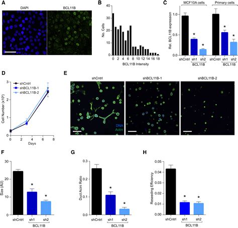 Bcl B Drives Human Mammary Stem Cell Self Renewal In Vitro By