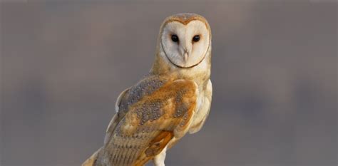 Barn Owl Spiritual Meaning and Symbolism | Astrology.com