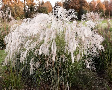 Miscanthus Sinensis Silver Charm Bare Roots — Buy White Elephant