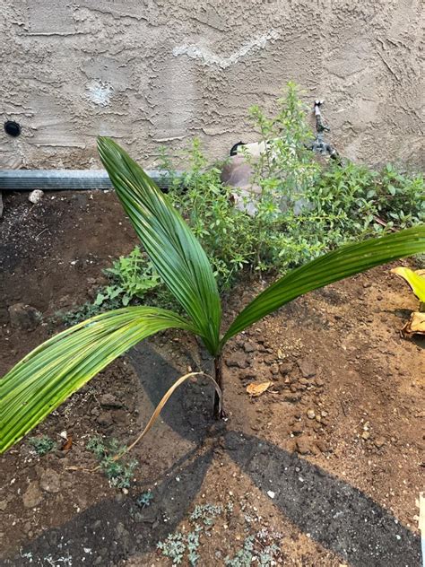 Syagrus Oleracea Discussing Palm Trees Worldwide Palmtalk