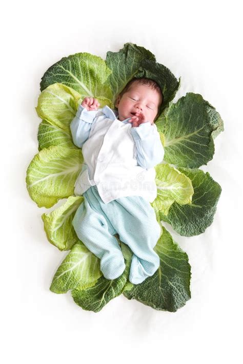 Baby Newborn in Cabbage Leaves Stock Photo - Image of hair, life: 14159292