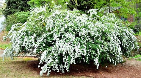 5 Must Have Shrubs With White Flowersto Extend The Life Of Your Garden