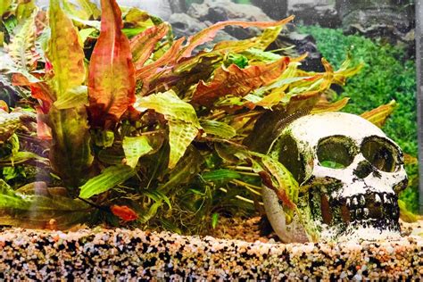 Nutrient Deficiencies: Why Your Aquarium Plants Are Dying – Aquarium Co-Op