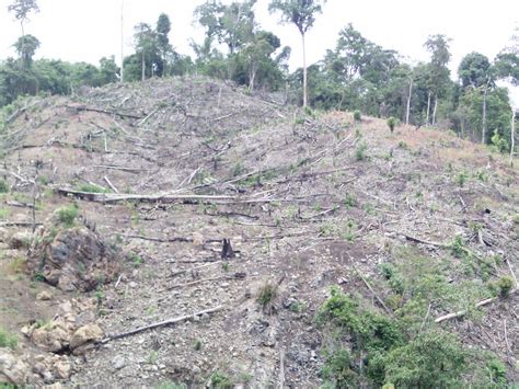 Burhanuddin A Waman Petani Ladang Berpindah Shifting Agricultura Farmer