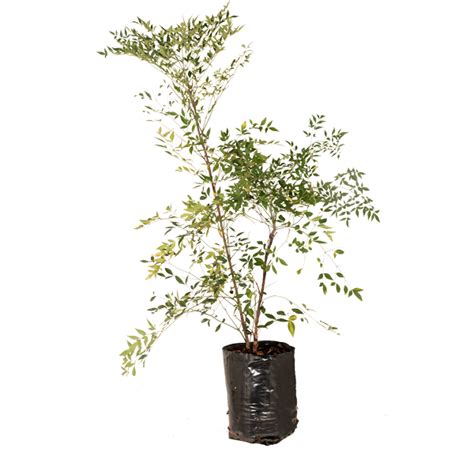 Nandina Domestica Lifestyle Home Garden Online Store