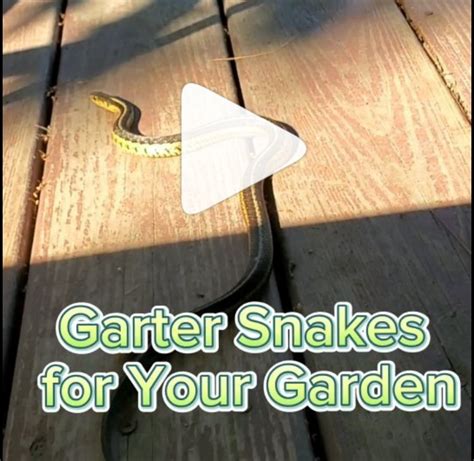 how to get rid of garter snakes around your home