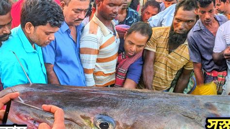 বড় মাছের দাম তুলনামূলক অনেক কম Village Morning Fish Market Youtube