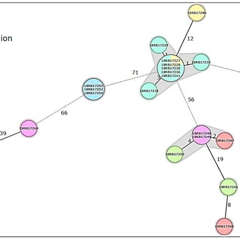 Minimum Spanning Tree Mst Based On The Allelic Differences Between