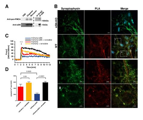 ASN Co Localizes With PMCA And Stimulates Calcium Extrusion A