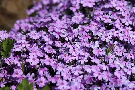 Phlox Subulate Subulata - Free photo on Pixabay