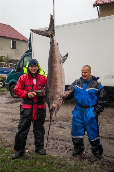 Gigantyczna ryba złowiona w regionie Ważyła 61 kilogramów Region