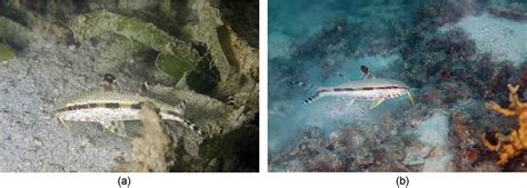 Seagrass Meadows Provide Multiple Benefits To Adjacent Coral Reefs Through Various Microhabitat