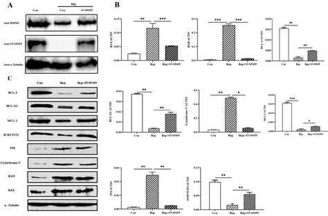 Theileria Annulata Svsp455 Partially Rescues Hsp60 And Host Cell