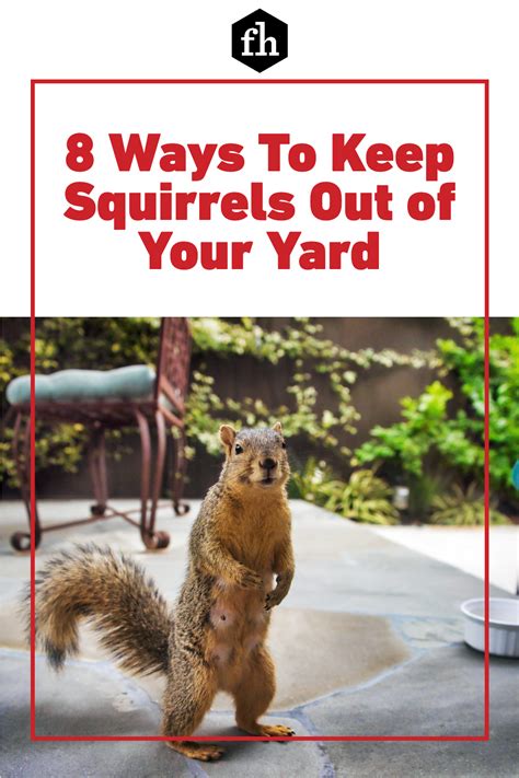 8 Ways To Keep Squirrels Out Of Your Yard Squirrel Repellant Get Rid Of Squirrels Squirrel