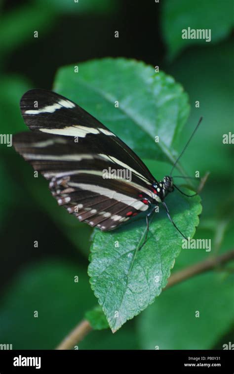 Scenic Image Of A Zebra Butterfly On A Leaf Stock Photo Alamy