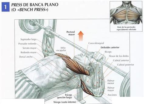 Entrenamiento Personal Press Banca Plano