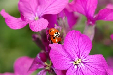 Premium Photo Ladybug