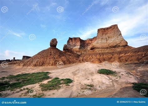 Soil Forest Royalty Free Stock Photography 25961933