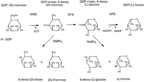 Pathway of GDP fucose biosynthesis . The enzymes catalyzing the ...