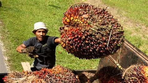 Contoh Pasar Komoditi Berjangka