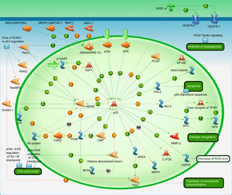 Transcription P Signaling Pathway Pathway Map Primepcr Life