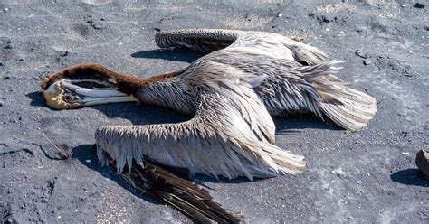 Gripe Aviar C Mo Nos Afecta La Muerte De Miles De Pel Canos En