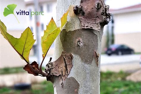 Platan Platanus Acerifolia Vitta Parc